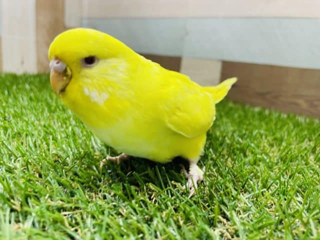 ジャンボセキセイインコ