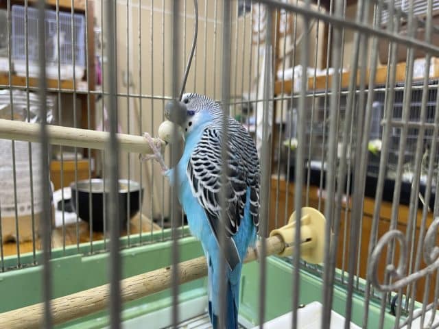 ジャンボセキセイインコ