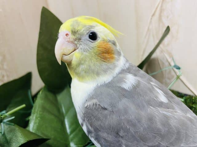 いい～えーがおっ！！　オカメインコ　パイド