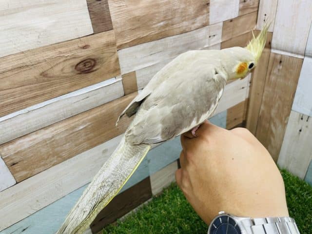 オカメインコ