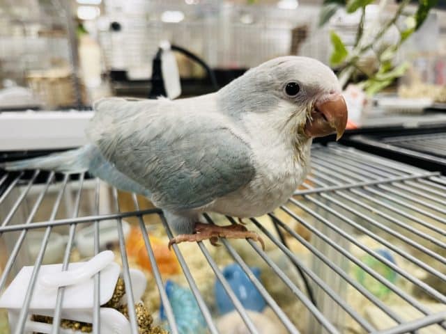 オキナインコ