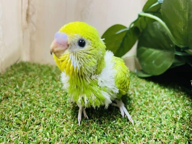 表情豊かにアピールできてる？？　セキセイインコ　スパングル