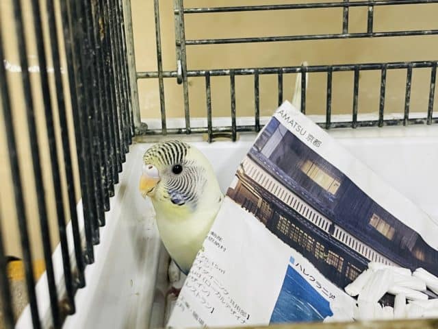 セキセイインコ