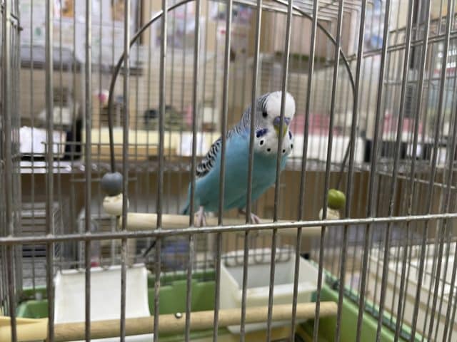 ジャンボセキセイインコ