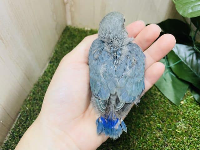 コザクラインコ（小桜インコ）