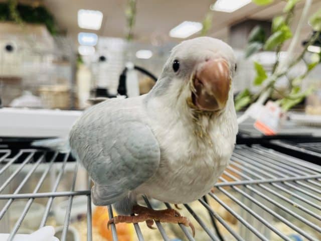 オキナインコ