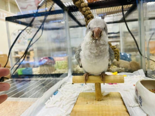 オキナインコ