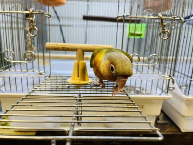 ホオミドリウロコインコ