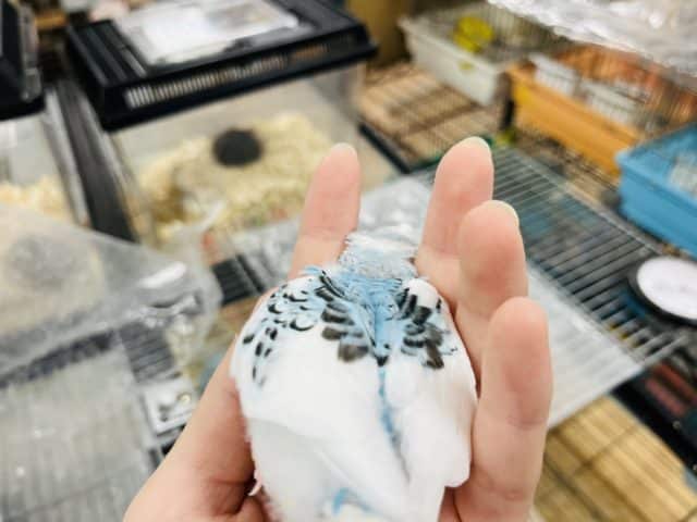 セキセイインコ