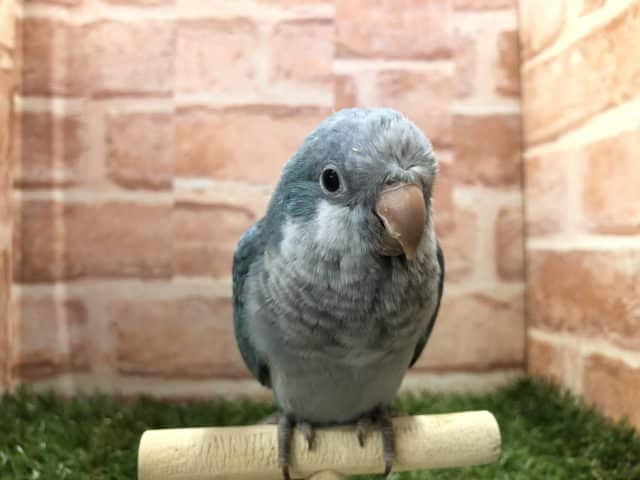 オキナインコ