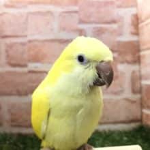 元気いっぱいカラー　オキナインコ　ルチノー　R４　８／３撮影