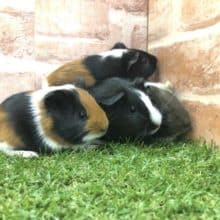 プイプイ集まれ！　モルモットフェア～　８月いっぱいです