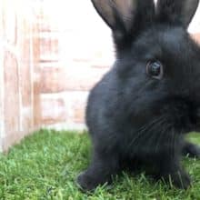 大きさはどうなる？　フレミッシュジャイアント　R４　８／１０撮影