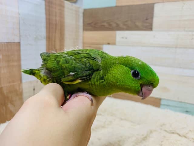 サザナミインコ