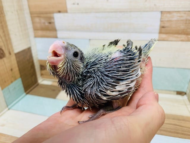 オカメインコ