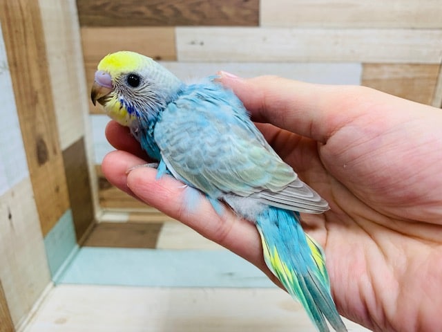 おめめｸﾘｸﾘ♪セキセイインコ(レインボー)さん！