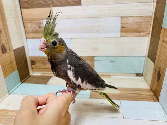 オカメインコ