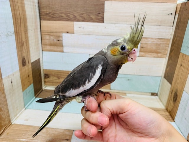 オカメインコ