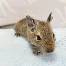 遊ぶの大好き💛デグー（ノーマル）男の子　2022年7月生まれ