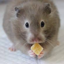 かわいさ満点💙人気のセーブルハムスターちゃんです💙♀