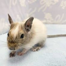 白が良い💛デグー（パイド）男の子　2022年7月生まれ