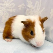 プイ💛短毛モルモット（白茶）男の子　2022年7月生まれ