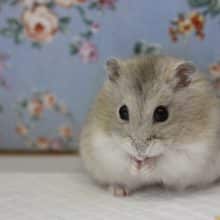 むちむち💛イエロープリンちゃん女のコ💛♀