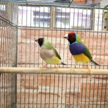 ノーマルペアです　コキンチョウペア　R４　８／１撮影