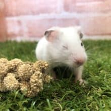 薄い黒ブチ模様　カラーハムスター　R４　８／１撮影