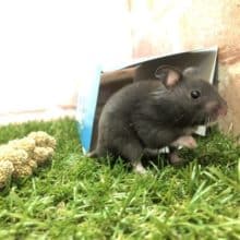 真っ黒ボディがかっこいい！　カラーハムスター　R４　８／１撮影