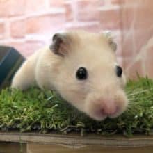 人気者ハムスター　キンクマハムスター　R４　８／１撮影