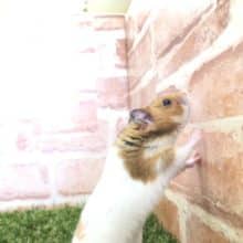 ハムスターと言えば！　ゴールデンハムスター　R４　８／１撮影