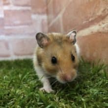 このカラーリングも可愛い　ゴールデンハムスター　R４　８／１撮影