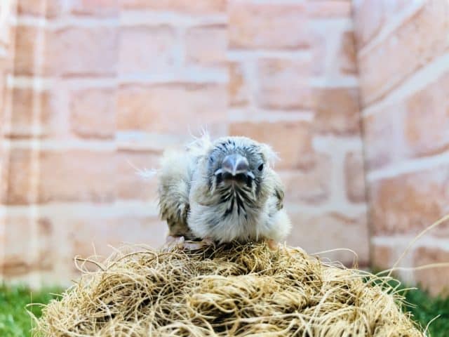 少し小柄なシナモン文鳥？　キンカチョウ　シナモン　R４　８／３０撮影