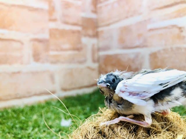 錦花鳥（キンカチョウ）