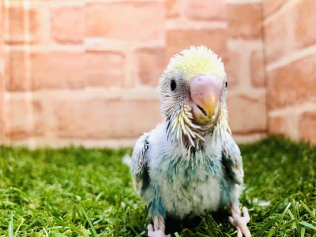 人気のパステルカラー　セキセイインコ　パステルレインボー　R４　８／３１撮影