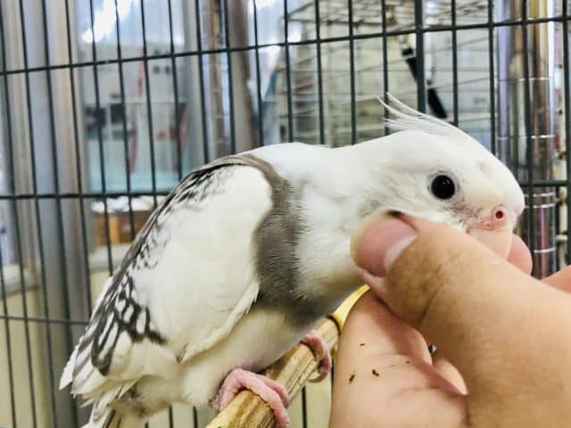 オカメインコ