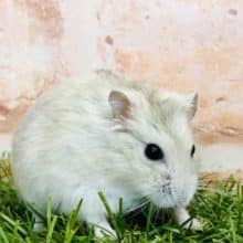 ムチムチイエロープディングハム軍団　R４　８／１撮影