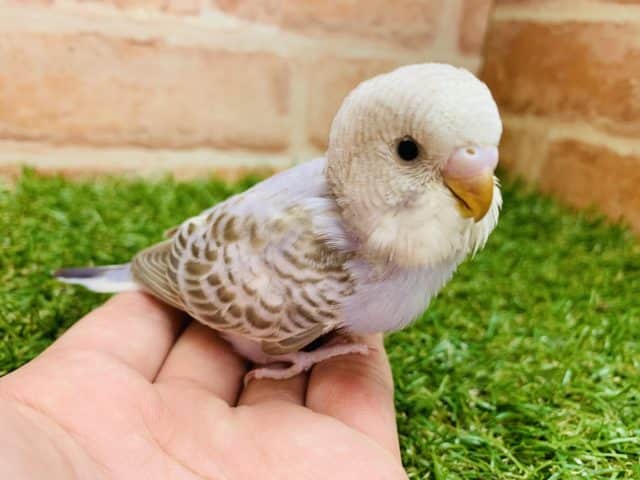 魅惑のカラー！　セキセイインコ　シナモンオパーリン入舎です！Ｒ４　８／４撮影