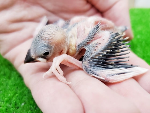 まさかの！！桜文鳥さんがやってきた～！