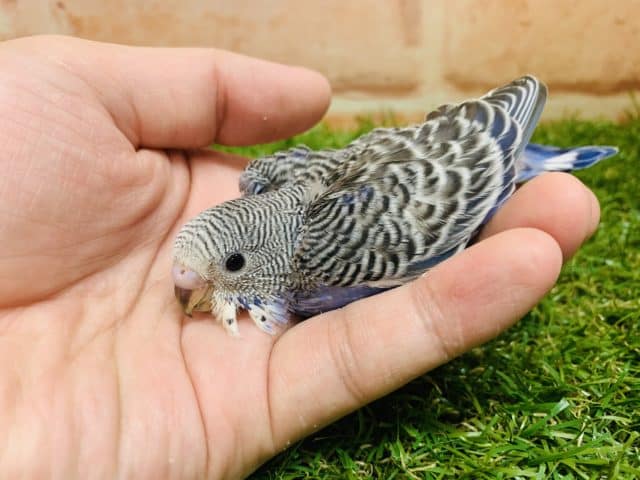 意外に珍しい？！　セキセイインコ　ノーマル入舎です！　Ｒ４　８／１９撮影