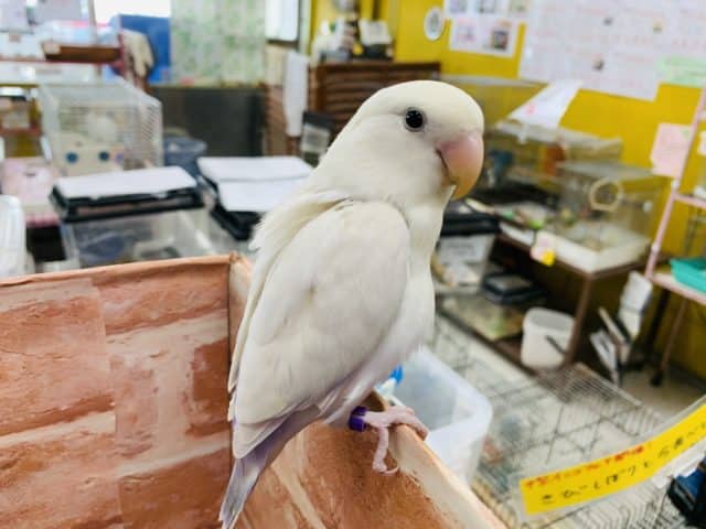 コザクラインコ（小桜インコ）