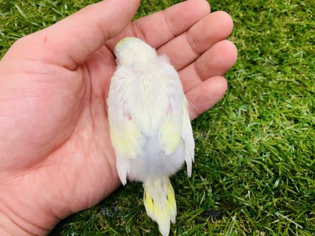 セキセイインコ