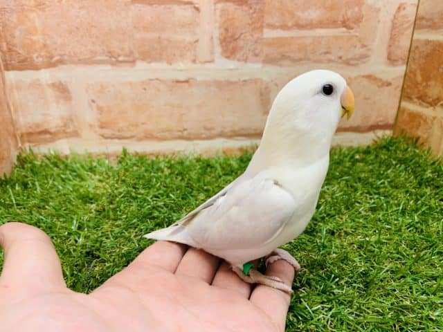 コザクラインコ（小桜インコ）