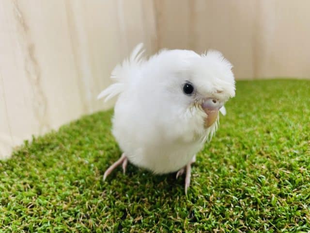 羽衣セキセイインコ