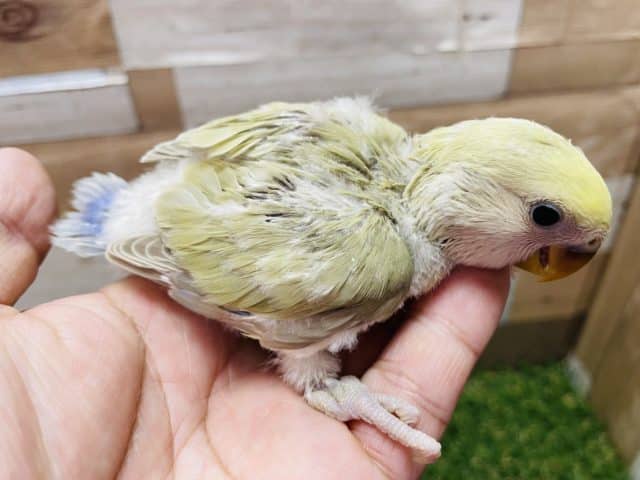 コザクラインコ（小桜インコ）