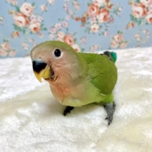 コザクラインコ  ノーマルカラー  9/24