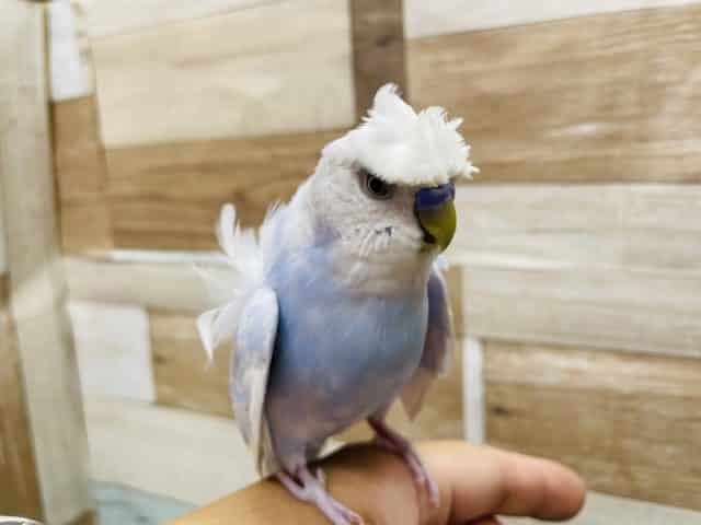 羽衣セキセイインコ