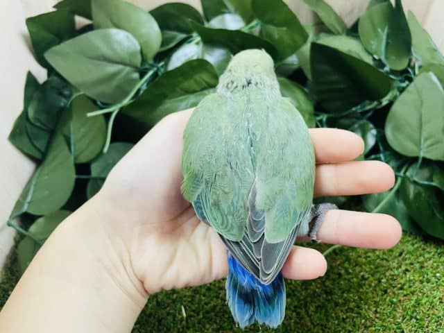 コザクラインコ（小桜インコ）