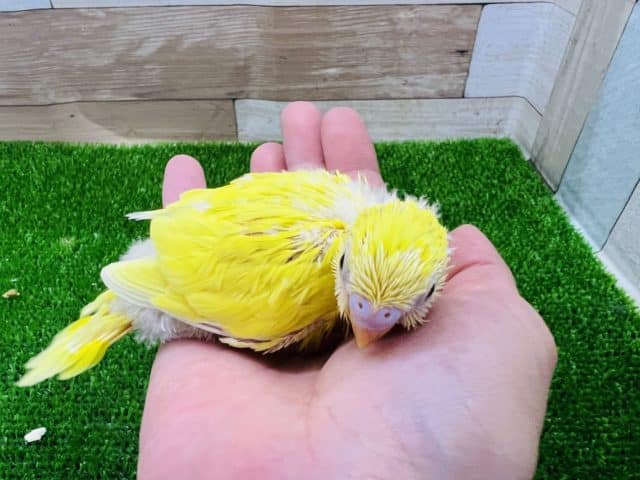 セキセイインコ